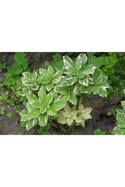 Строката Пахісандра верхівкова (Variegata), що росте щільним килимом під деревами. 